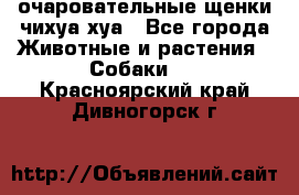 очаровательные щенки чихуа-хуа - Все города Животные и растения » Собаки   . Красноярский край,Дивногорск г.